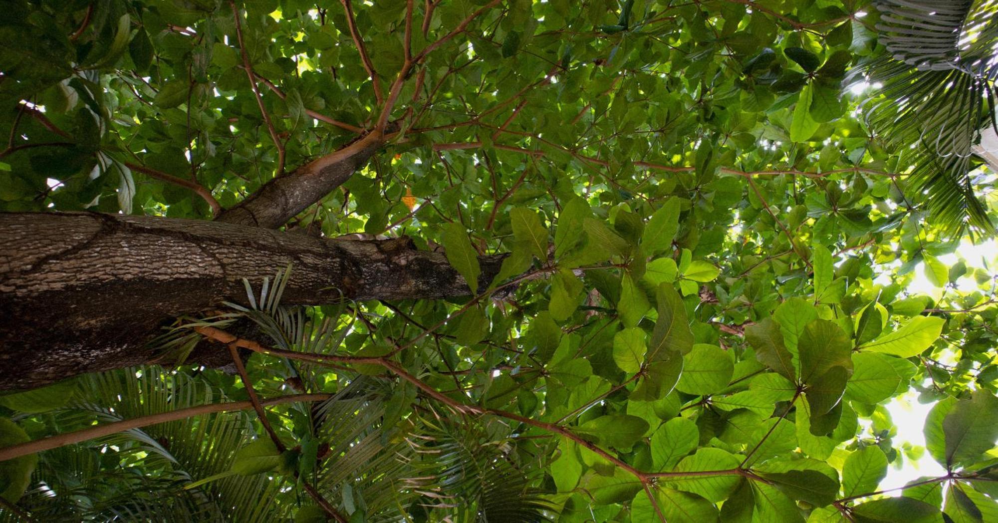 Nina Hotel Playa Del Carmen Eksteriør bilde